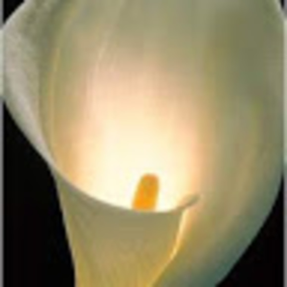 Meet your Posher, Bernita - Picture 1 of 1